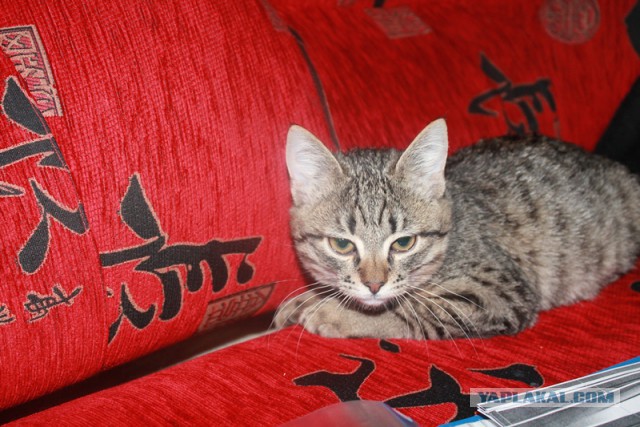 Гипсокартон в зале