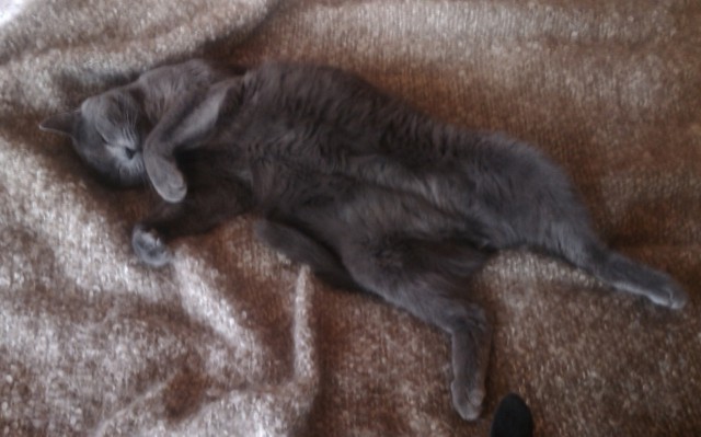Котовторник 06.01.2015