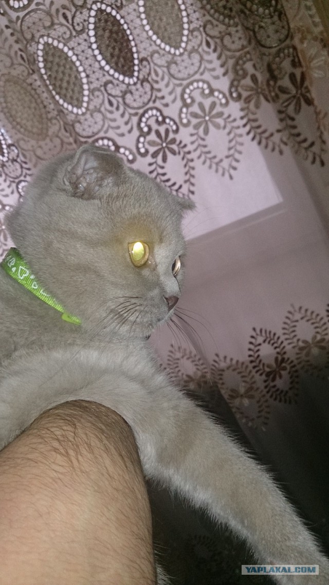 Котовторник