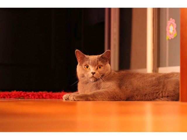 Котовоскресенье