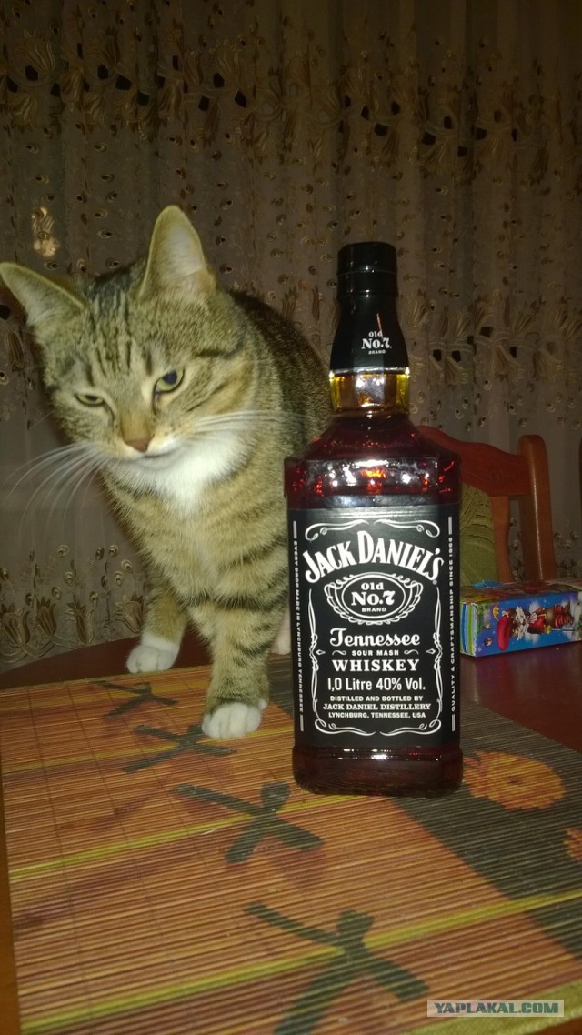 Котовторник