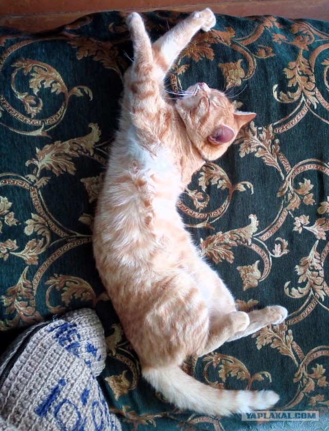 Котовторник 24.03.2015