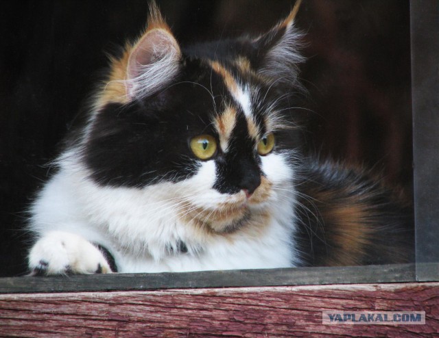 Уездные коты и кошки