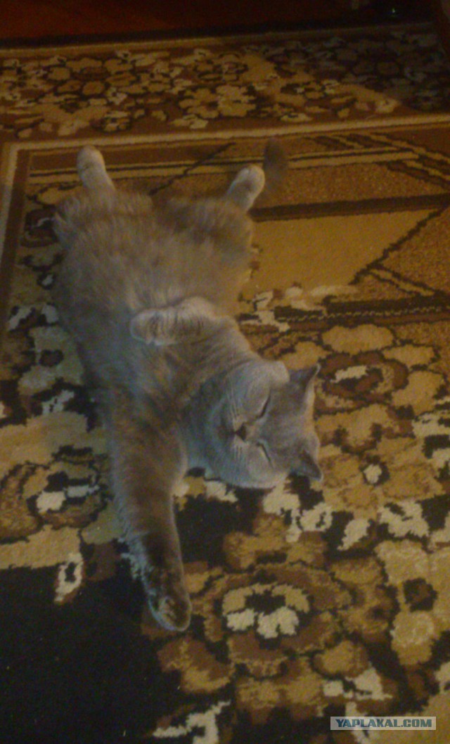 Котовторник