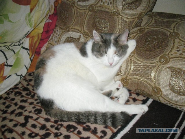 Котовторник