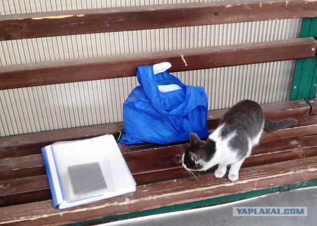 Котовторник наступил!:)