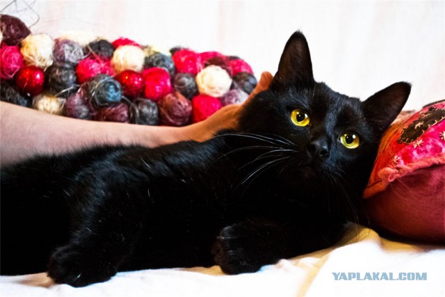 Котовторник наступил!:)