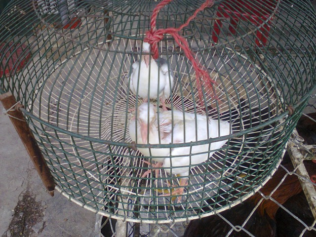 Việt Nam