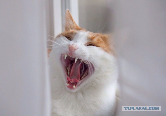 Котовторник 03.11.2015