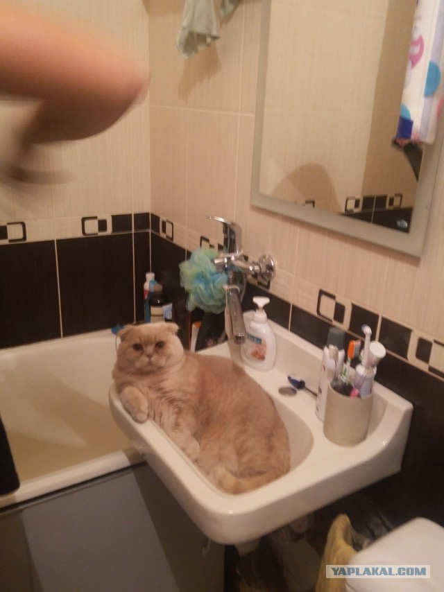 Котовторник