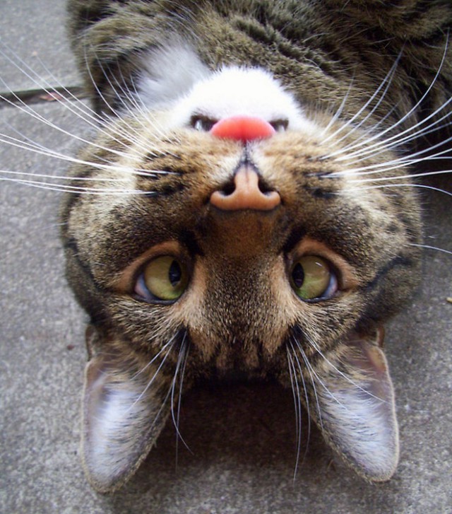 Сломай себе язык