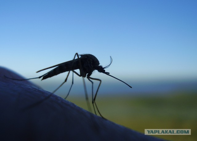 Почему комары кусают всех по-разному