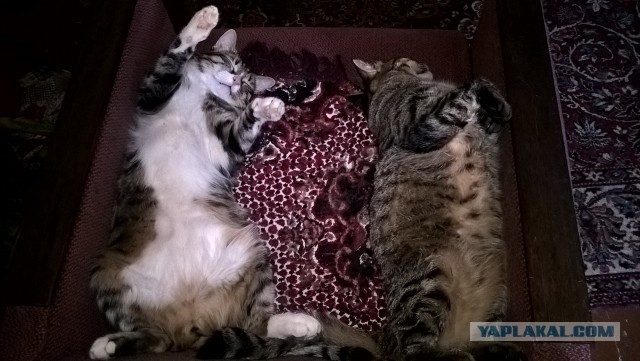 Котовторник 03.05.2016