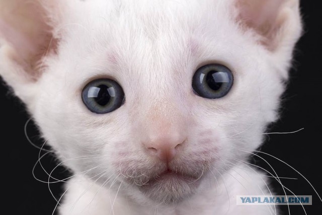 Котовторник на вторник, Котовторник