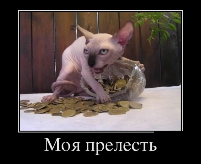 "Оскара" - котикам!