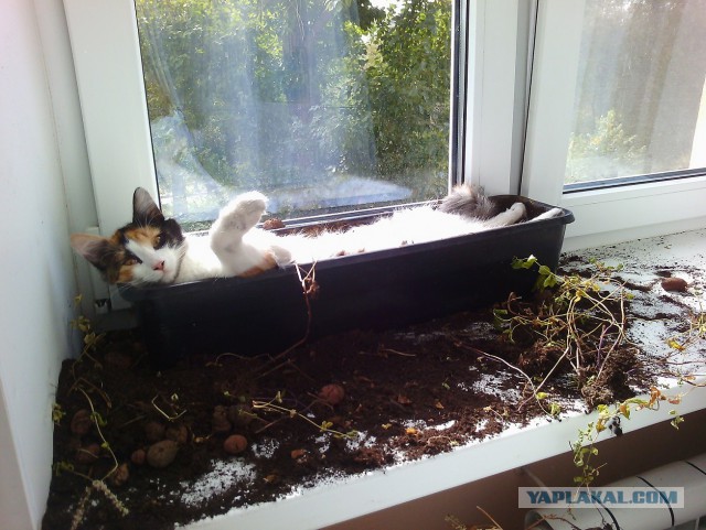 Котовторник 13.09.2016