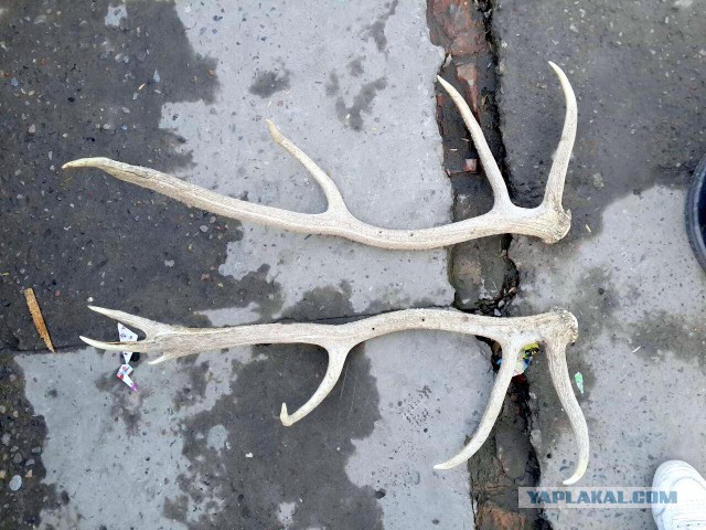 Продам Пчаки