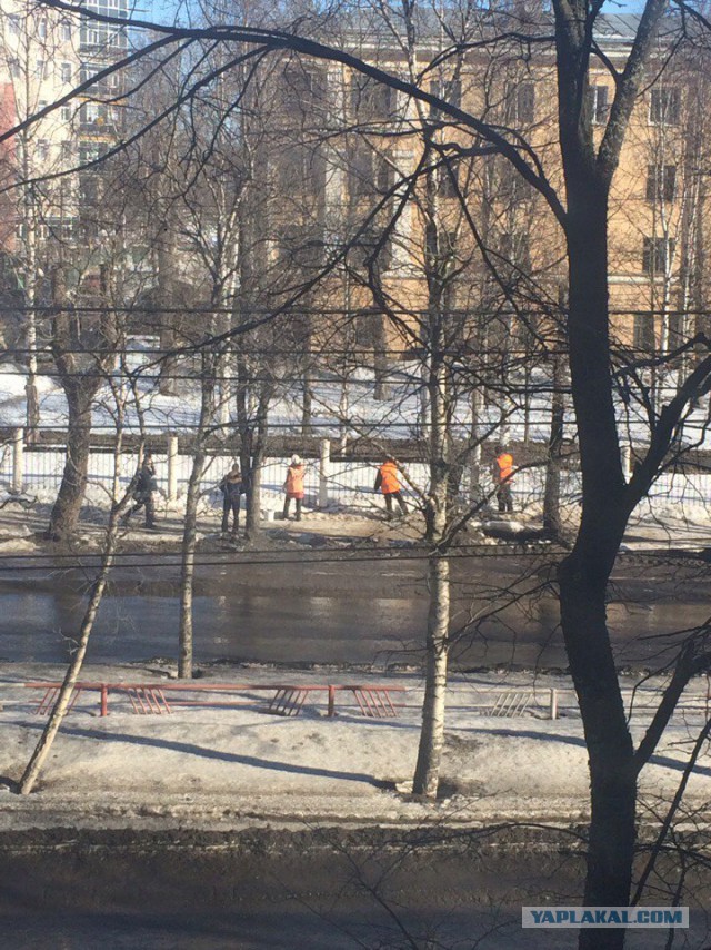 Архангельские чиновники заложили тротуар паркетом