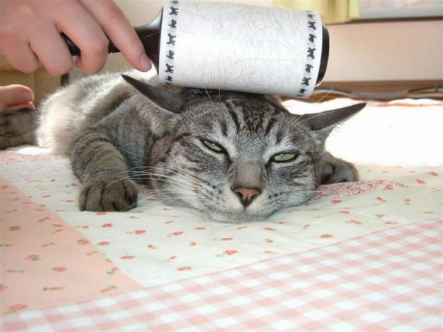 Коты и Кошки