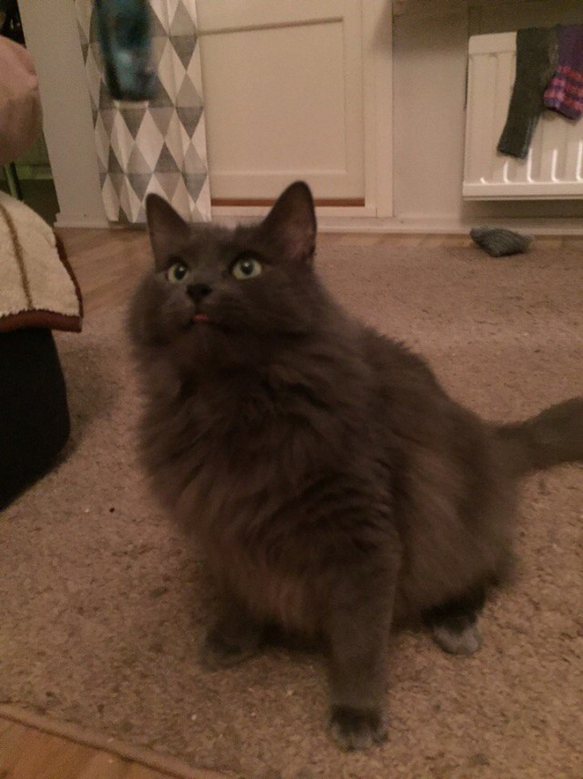 Коты и Кошки