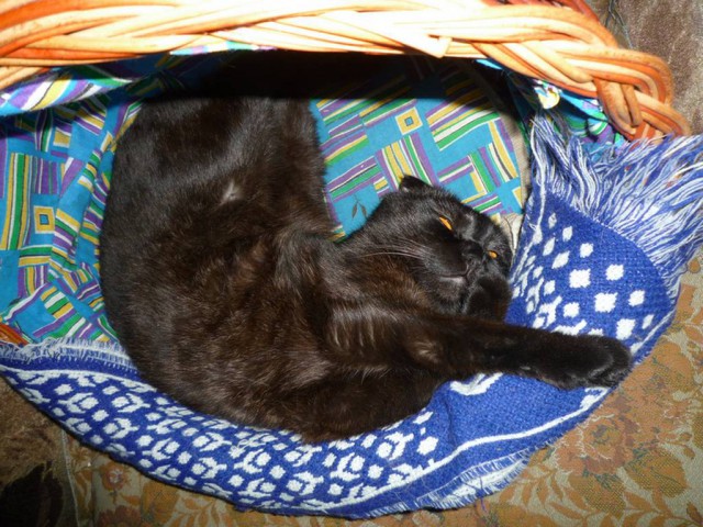 Котовторник  01.05.2018