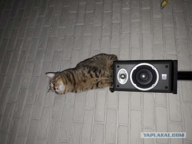 Кот без прикрас