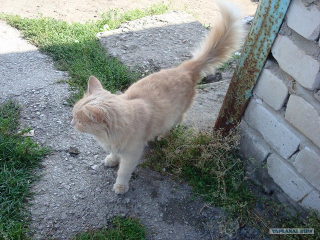 Котовторник на ЯПлакалъ (10.06.08), прикольные коты, добавляем свои!