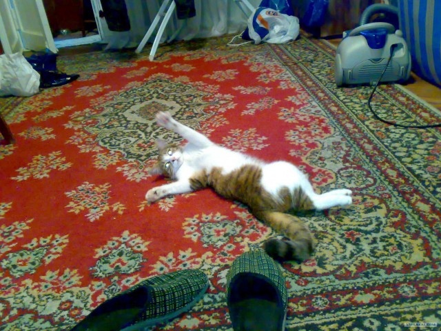 Котовторник на ЯПлакалъ
