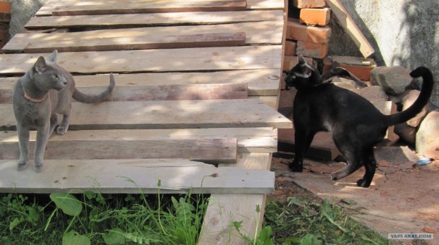 Котовторник, для любителей кошек