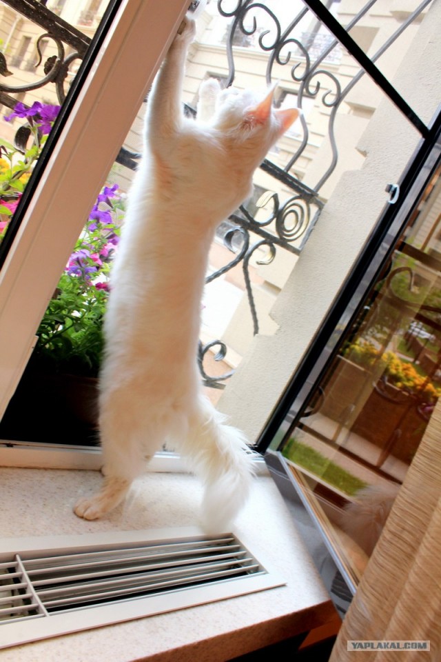 Котовторник объявляется открытым!