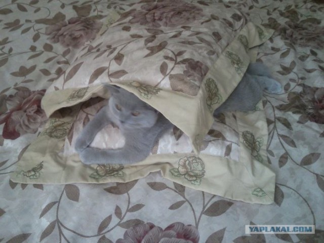 Сонный Котовторник