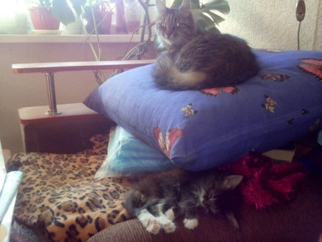 Котовторник 25.12.2018