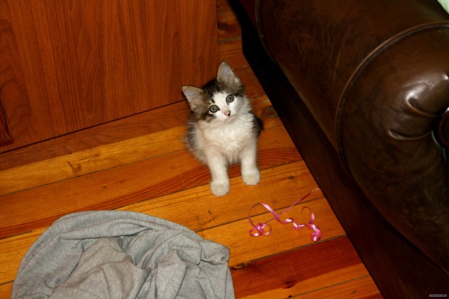 Котовторник 1 мая 2012