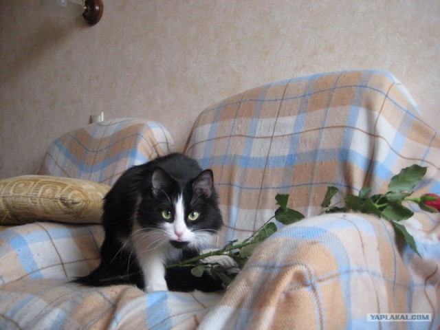 Котовторник на 26.06.12