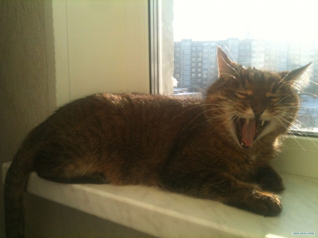 Котовторник 24.07.2012