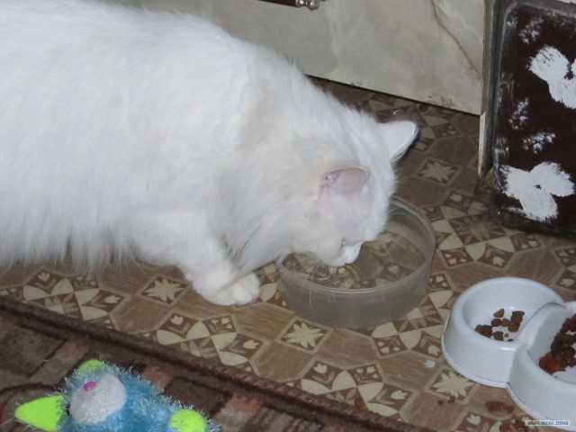 Котовторник  21.08.12