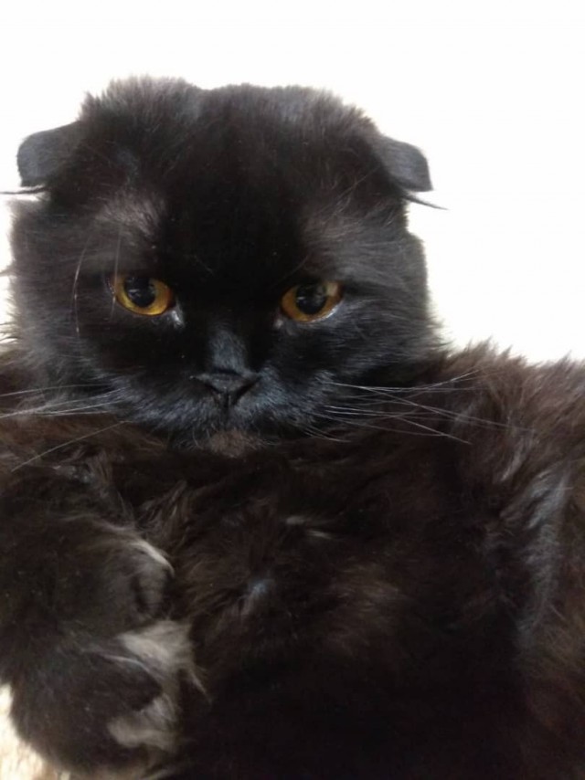 Котовторник 29.01.2019!