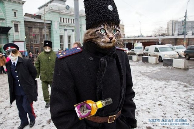 Кошачий патруль