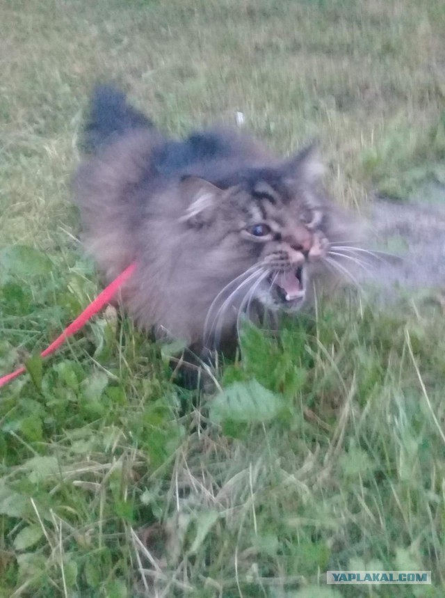 С Днём кошки!