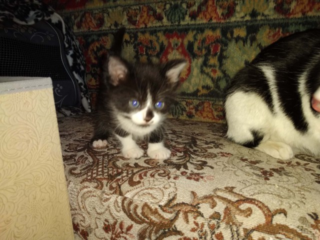 Забавные фото котеек