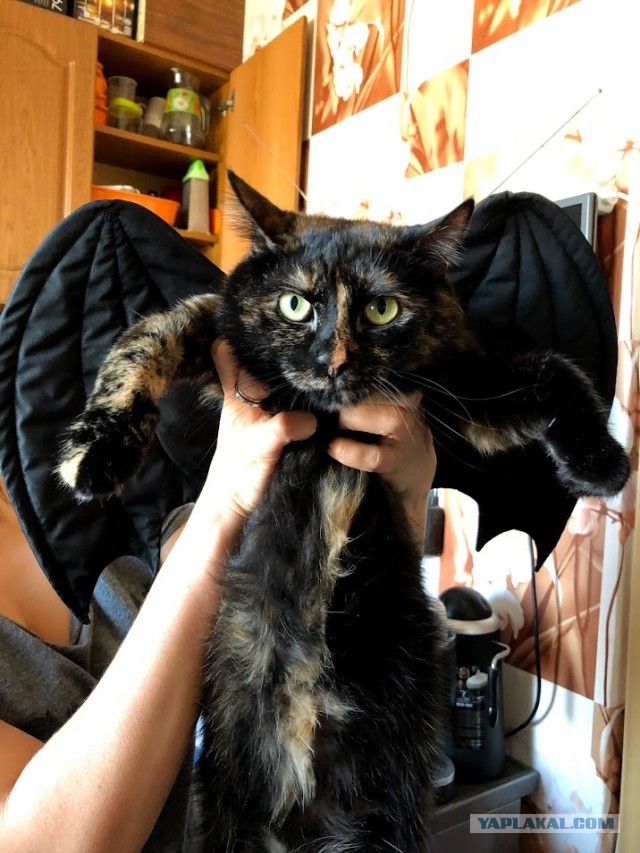 Котовторник *новогодний* 31/12/2019