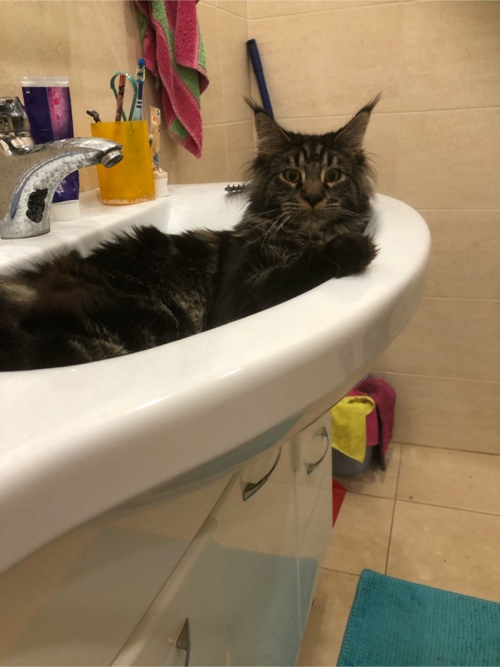 Котовторник 28.01.2020