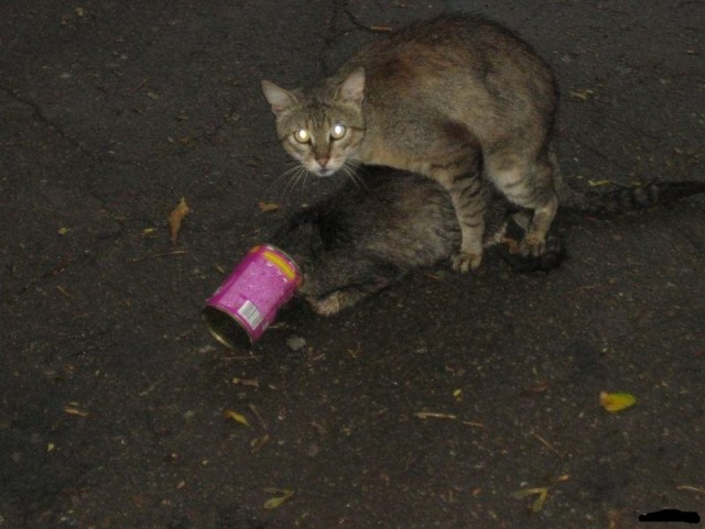 Человек подобрал кота, застрявшего в консервной банке