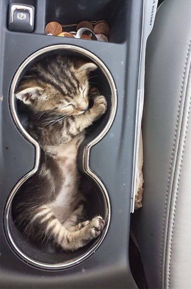 Котовторник. Тара - наше всё!