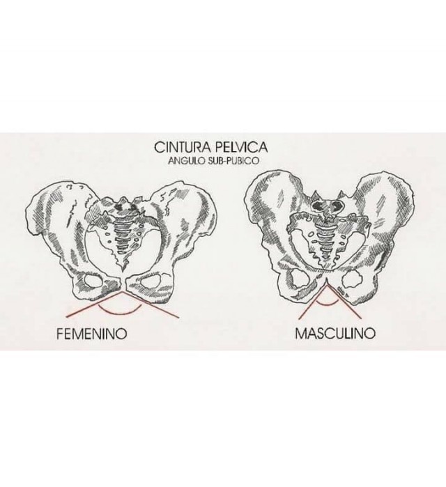 Различия мужской и женской анатомии