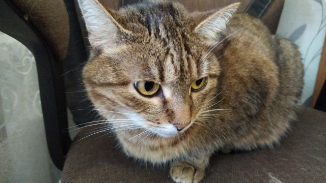 Котовторник. Наша собственная банда