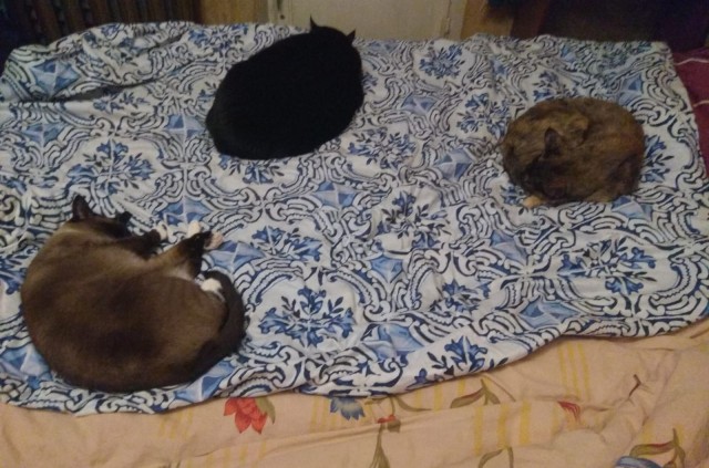 В постели с котом