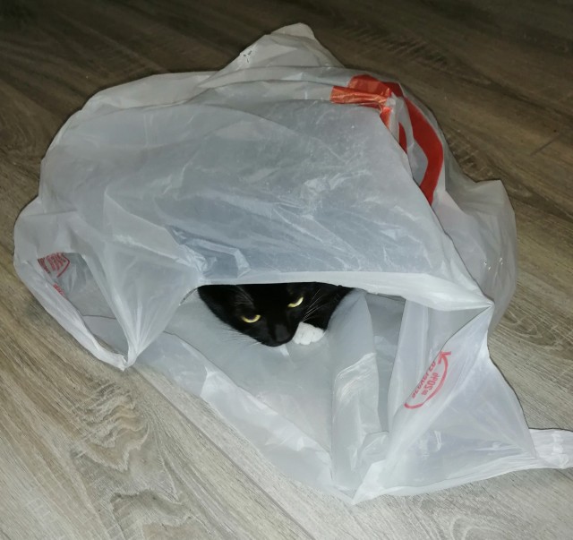 Котовторнику быть!