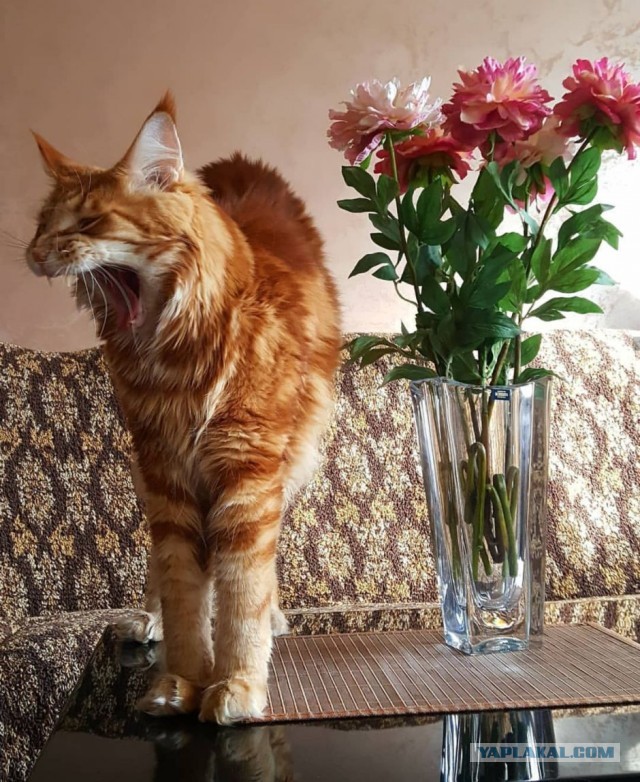 Котовторник же!