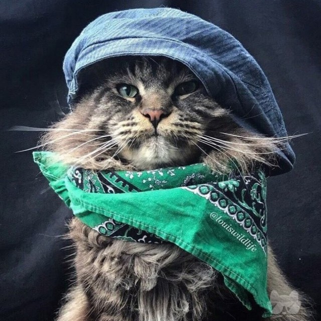Подборка всякой живности